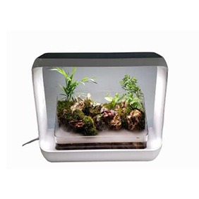 Aquarium Desktop Garden